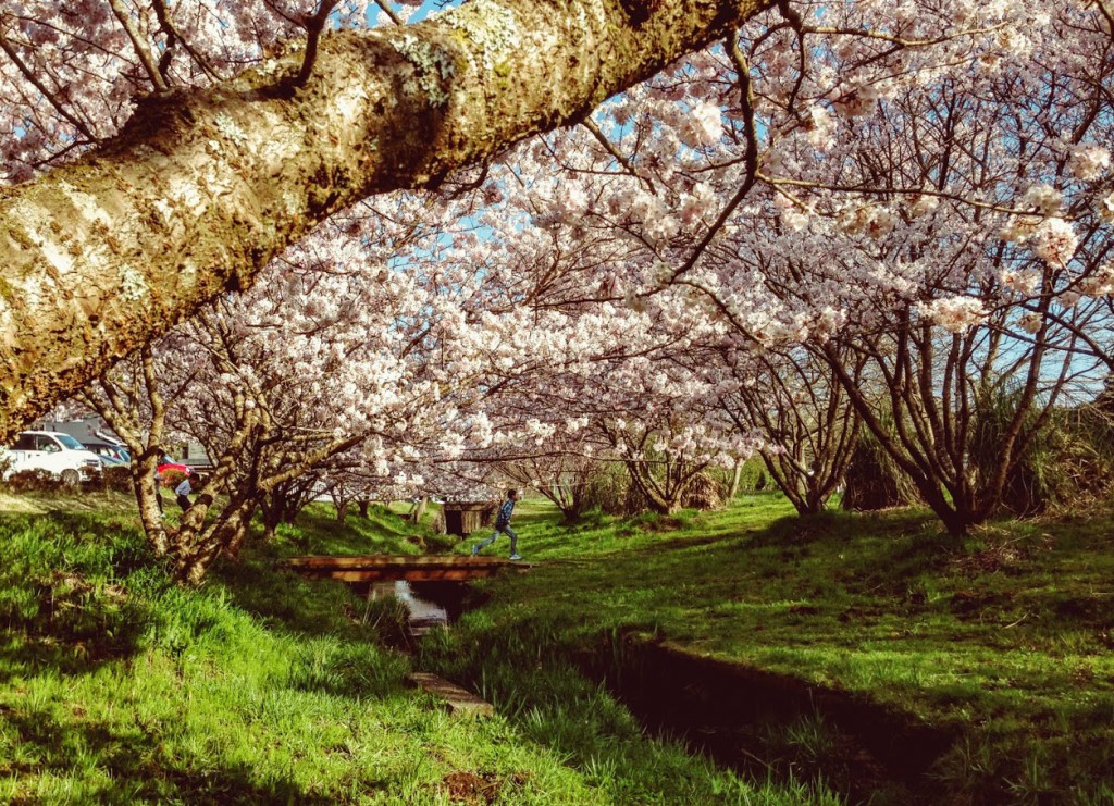 これは癒される 南足柄市 森と水の公園 で静かなお花見を愉しもう アシガラッテ