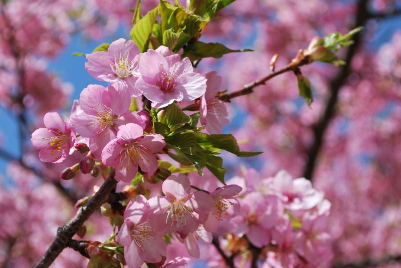 『まつだ桜まつり』ってどんなイベント？2016年も松田山ハーブガーデンへ行こう！！