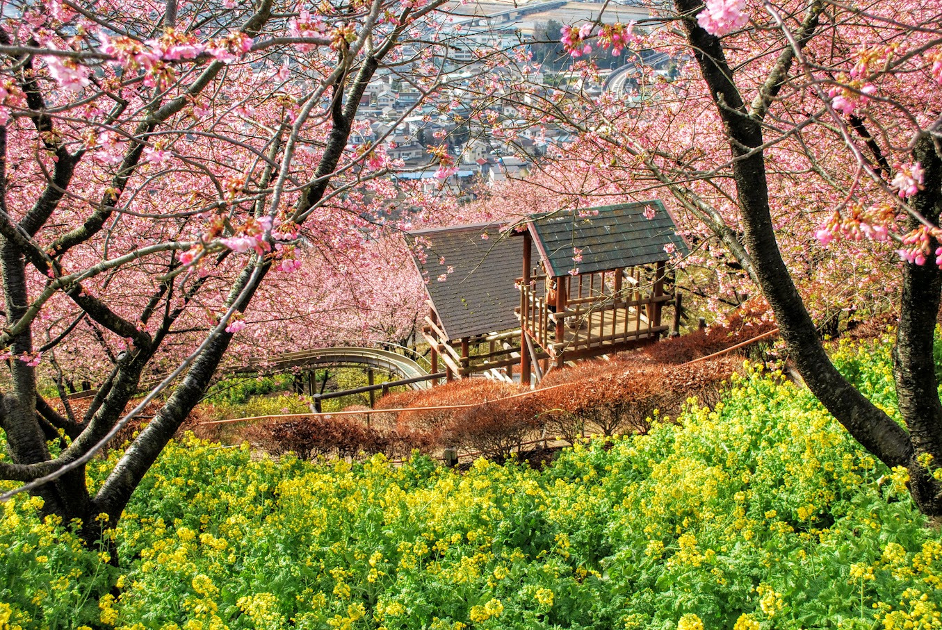 [2016年2月16日]松田山の桜が一気に満開！！まつだ桜まつりへ行こう！！