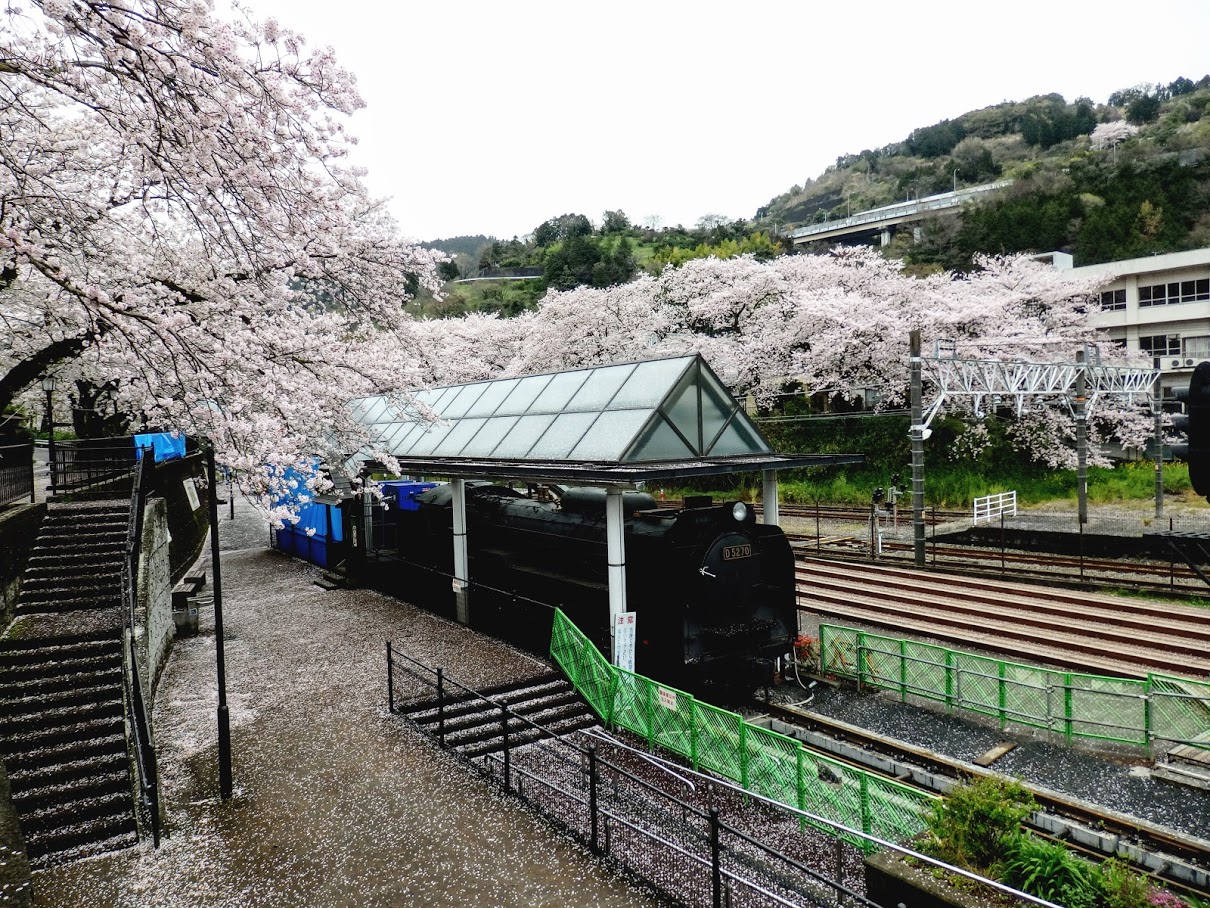 JR御殿場線山北駅前の鉄道公園で桜吹雪を歩く！