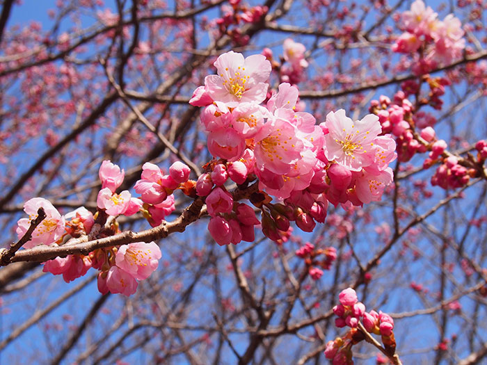 2017年開花情報！『春めき』桜が咲きはじめました