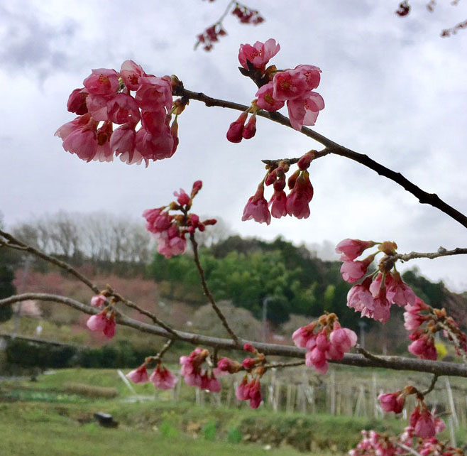 2017年開花情報！大雄町花咲く里山の「大雄紅桜」が咲き始めました。