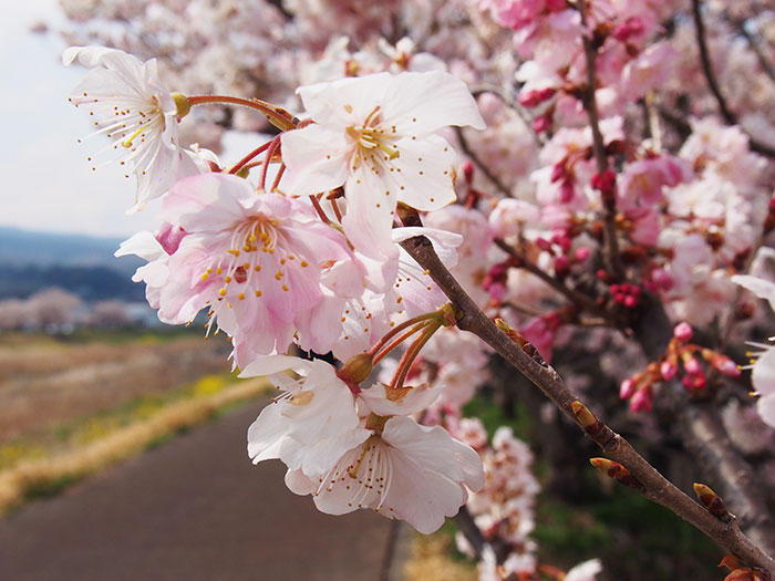 2017年開花情報！まだまだ見頃！『春めき』桜
