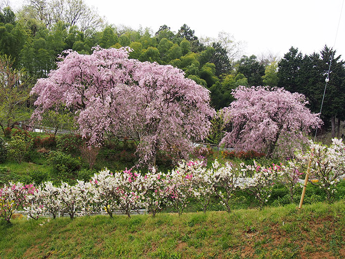 2017年開花情報！大雄町花咲く里山の「紅しだれ桜」「花桃」が満開です。