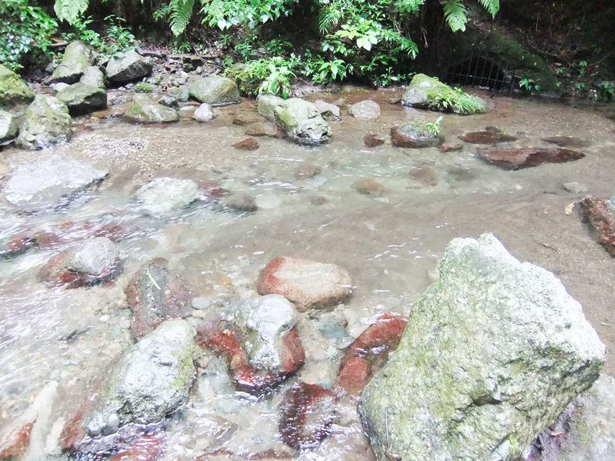 自由研究に！酒匂川の自然を調べよう！