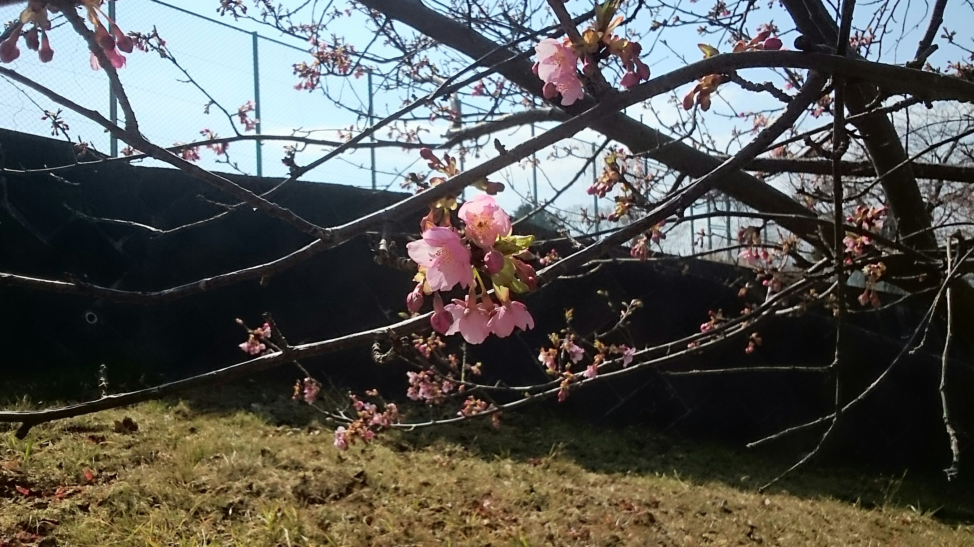 2018年開花情報「河津桜」松田山ハーブガーデンは見頃となりました！
