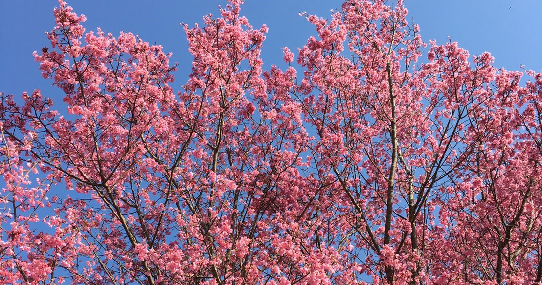 2018年開花情報 中井中央公園「おかめ桜」は満開。南足柄市春木径「春めき」は2分咲きです。