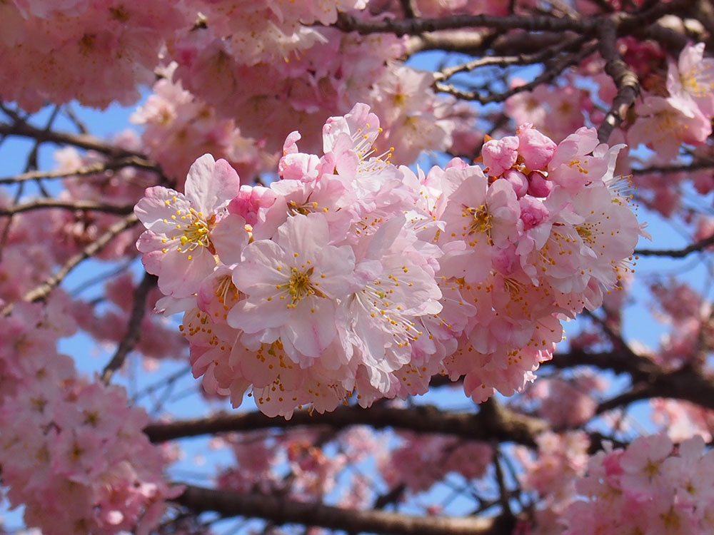 2018年開花情報 南足柄市 『春めき桜』が満開です！