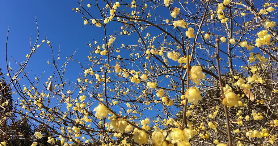 青空に映える黄色の花。「第８回寄ロウバイまつり」が見頃を迎えました。