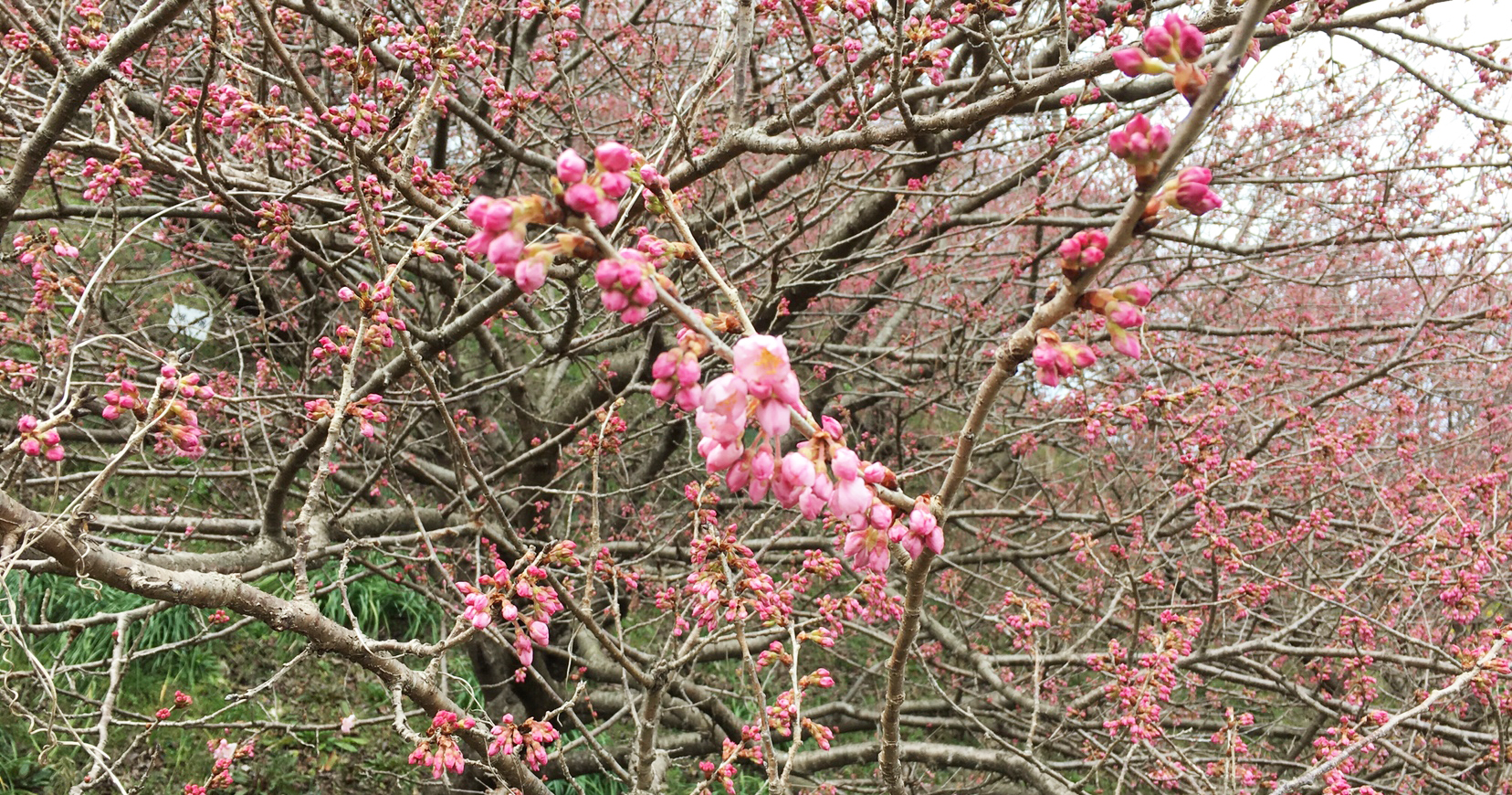 2019年開花情報 一ノ堰ハラネ「春めき桜」の開花が始まりました！