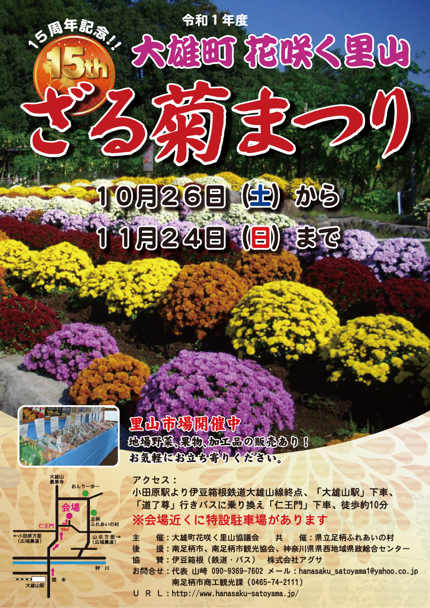南足柄市大雄町「花咲く里山」の「ざる菊まつり」が15周年を迎えます。