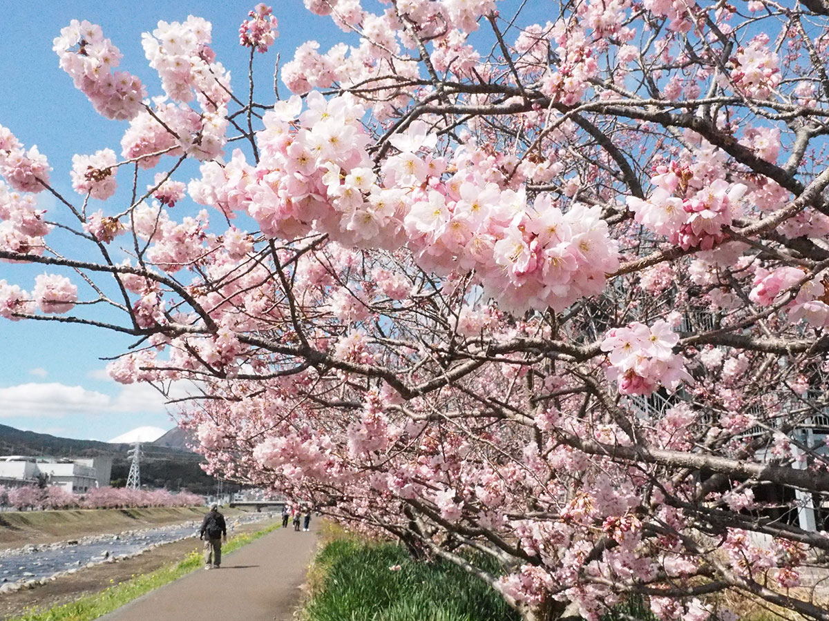 2020年3月9日 開花情報 南足柄市「春めき桜」が満開に！