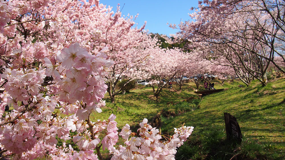 2020年3月11日 開花情報「春めき桜」今年一番の見頃です！