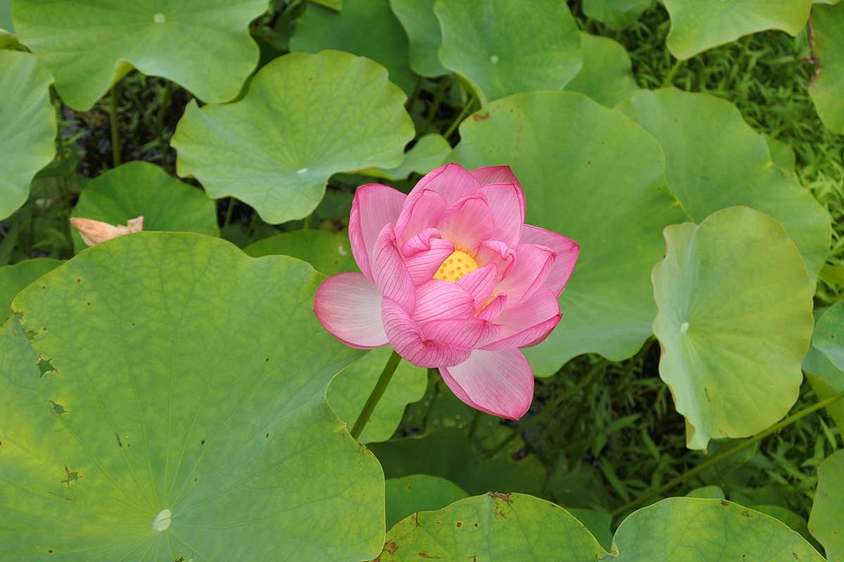 2020年7月5日　「中井蓮池の里」で咲く大輪のハスの花