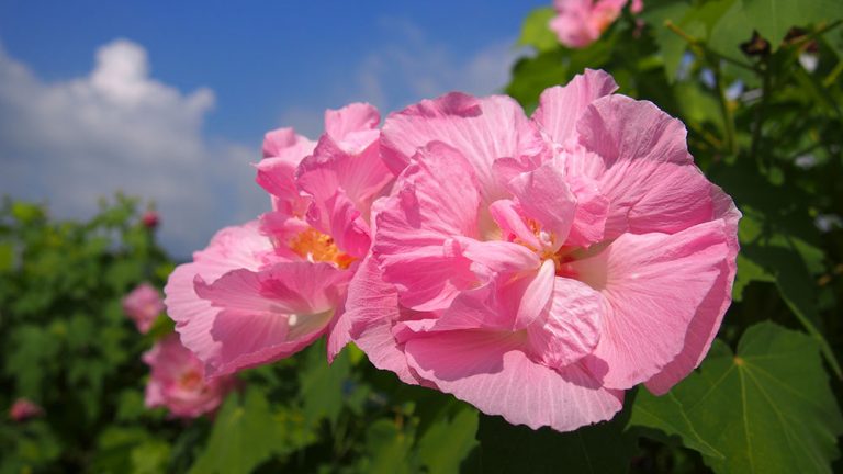 年開花情報 南足柄市 酔芙蓉 が咲き始めました アシガラッテ