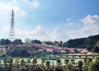 2022年開花情報  南足柄市運動公園の梅は見ごろ、洞川堤防の河津桜は6～7分咲きです。