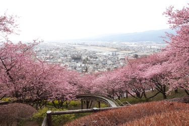 2022年開花情報  松田町・西平畑公園の河津桜は満開です。