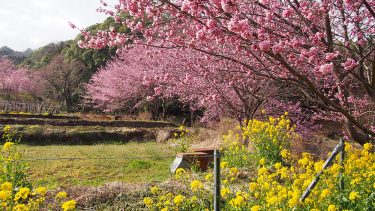 2022年開花情報 南足柄市 大雄町 花咲く里山の「大雄紅桜」が8分咲。広町パークゴルフ場「春めき」満開です！