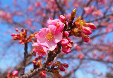 2022年開花情報  「おおいゆめの里」の早咲き桜は3分咲き、中井中央公園は咲き始めです。