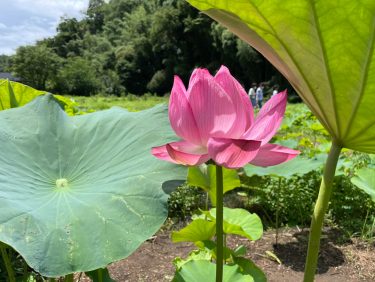 2022年7月17日　「中井蓮池の里」で咲く見事な花を観賞してきました