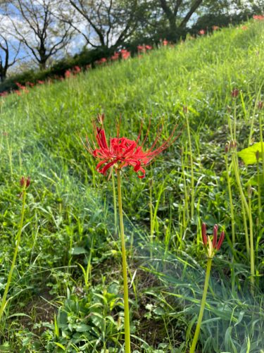 2022年開花情報　南足柄市「酔芙蓉」は見ごろ、「リコリス（彼岸花）」は咲き始めです！