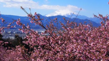 2023年開花情報  足柄エリアの河津桜・早咲桜が見ごろとなりました！