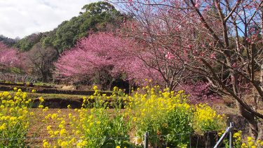 2023年 開花情報 大雄町 花咲く里山の「大雄紅桜」が見ごろとなりました!