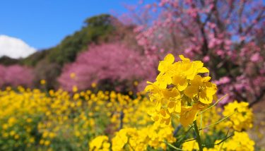 2023年 開花情報 大雄町 花咲く里山の「大雄紅桜」が満開です！