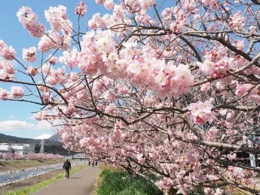 2023年3月6日（月）より「春木径・幸せ道」桜まつり開催します。