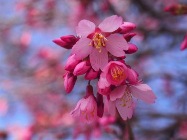 2023年開花情報 「中井中央公園」のオカメ桜が見ごろ、春めきは3分ほど