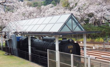 2023年開花情報　ソメイヨシノが見ごろとなりました！「山北駅周辺」「大口広場」の様子です。