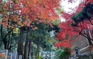 大雄山最乗寺の紅葉とライトアップ、「あしがら写友会」の「写真展」に行ってきました。