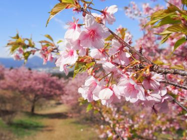 まだまだ見ごろです！あしがらの早咲き桜や河津桜！