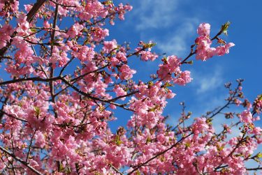 2024年開花情報　足柄各地域の「早咲きの桜」が見ごろを迎えていますよ～！！