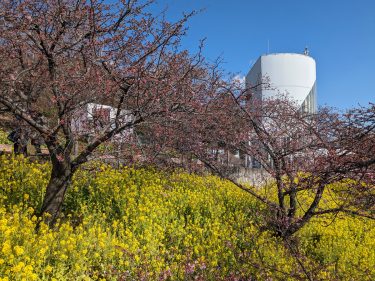2024年開花情報　2月9日、足柄地域の「桜」はどんな感じ？？