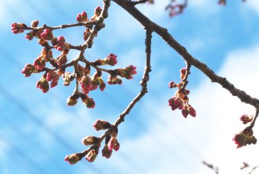 2024年開花情報｜卒業式シーズンを彩る「春めき」の桜はどんな感じ？