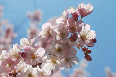 2024年開花情報｜「春めき」の桜が各地で開花！見頃を迎えたスポットはどこ？