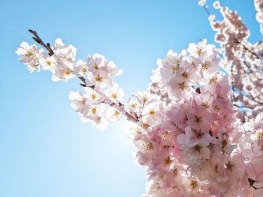 2024年開花情報｜満開の「春めき」の桜！観るならイマ！！