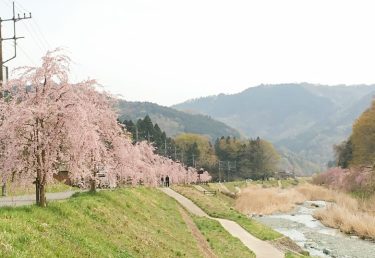 春の寄をさくら散歩はいかが？「寄しだれ桜まつり」開催します