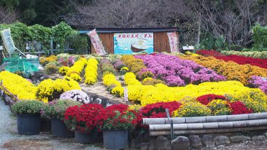 2024年開花情報 花咲く里山「ざる菊」が見ごろです