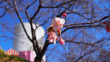 【2025年開花情報】松田町西平畑公園ただいま「つぼみ～咲きはじめ」です！