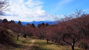 【2025年開花情報】おおいゆめの里「早咲き桜」つぼみ～3分咲きです！