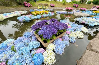 2025年6月9日「開成町あじさいまつり」に行ってきました！