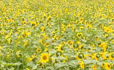 「TOMIOファームユートピア農園」2025年11月5日ヒマワリを見てきました！