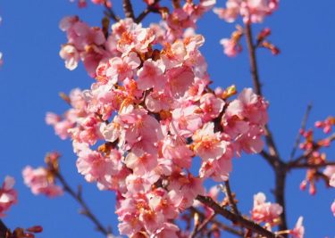 2026年開花情報  「大井里山花まつり」は見頃、「まつだ桜まつり」は満開。