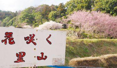 【2026年開花情報】大雄町 花咲く里山の「大雄紅桜」が満開です。＜＜お花見は公共交通機関で！＞＞
